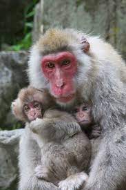 Twins Baby Animals Animals Beautiful Cute Animals