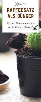 Hier finden sie eine auflistung an hinweisen und möglichkeiten die trauerfliegen loszuwerden Kaffeesatz Als Dunger Welche Pflanzen Kann Man Mit Kaffeesatz Dungen Kaffeesatz Als Dunger Hat Sich Bereits In Einigen Haushal Kaffeesatz Pflanzen Hausmittel