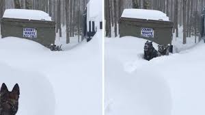 German Shepherd Saves Pit Bull From Snowdrift In Sweet Little Video The Dog People By Rover Com Snow drift stock photos (total results: german shepherd saves pit bull from