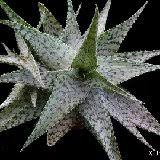 Image result for Aloe mzimbana