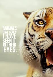 Pin On Life Of Pi