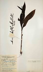 Image result for Habenaria malacophylla