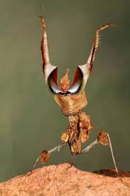 Really loving all these great new features from pixologic! How A Praying Mantis Says Boo The New York Times