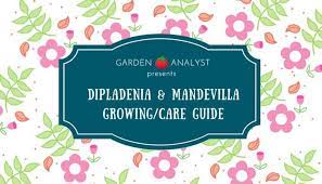 Maybe you would like to learn more about one of these? Dipladenia Mandevilla Growing Guide Differences Between The Plants Garden Analyst