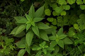 Image result for Acalypha ciliata