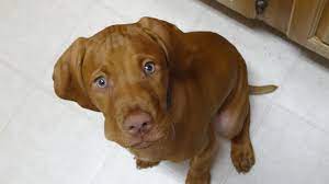 Vizsla dogs for adoption near san francisco, california, usa, page 1 (10 per page) puppyfinder.com is proud to be a part of the online adoption community. Vizsla Puppies Southern California The Y Guide