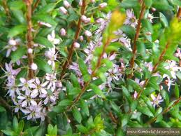 Image result for Agathisanthemum