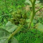 Image result for Astripomoea lachnosperma