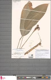 Image result for Marantochloa