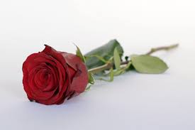 Invia bouquet di rose, mazzi di rose, composizioni. A San Valentino Il 34 Degli Italiani Regala Fiori Ma 4 Su 10 Nulla Ulisse Online
