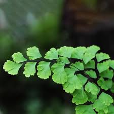 Image result for Adiantum capillus-veneris