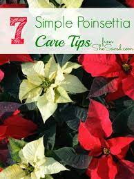 7 Simple Poinsettia Care Tips Poinsettia Care Christmas Plants Poinsettia Plant