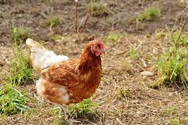 Sivas Ta Yumurta Tavugu Almak Isteyenler 100 Adet Ve Uzeri Canli Yumurta Tavugu Alimlarinda Ucretsiz Kapiniza Kadar Yumurta Tavugu Satisi Yarka Satis Yumurta