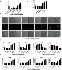 Check spelling or type a new query. Pinealectomy Or Light Exposure Exacerbates Biliary Damage And Liver Fibrosis In Cholestatic Rats Through Decreased Melatonin Synthesis Sciencedirect