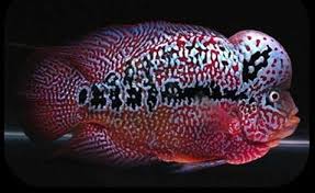 King Kamfa Fish Cichlids Parrot Facts