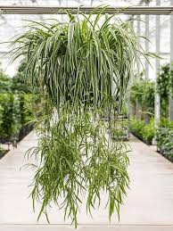 Image result for Chlorophytum galpinii