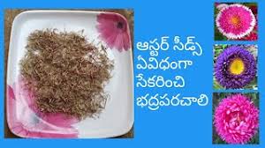 Amazon's choice for mum seeds. How To Collect Seeds From Chrysanthemum Flower In Telugu Herunterladen