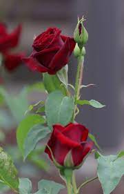 Pin By Maria Lourdes Aldama Ayala On Rosas 4 Rose Buds Rose Flower Pretty Flowers