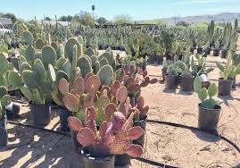 Northwest corner of 32 nd & shea. South Phoenix Garden Plant Nurseries Whitfill Maya S Plant Stand Phoenix New Times