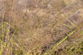 Image result for Eragrostis japonica