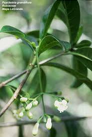 Image result for Psychotria heterosticta