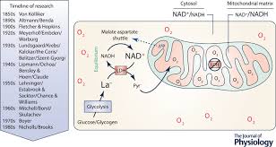 Sandra bullock, ryan reynolds, mary steenburgen and others. Mitochondrial Lactate Metabolism History And Implications For Exercise And Disease Glancy 2021 The Journal Of Physiology Wiley Online Library