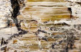 Asbestos does not cause any harm unless the fibres pass into the body through the respiratory system. Should We Still Worry About Asbestos Crucial Environmental Ltd