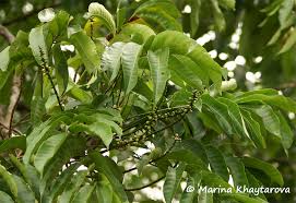 Image result for Aphanamixis