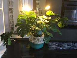 Maybe you would like to learn more about one of these? Winter Is Coming My Grow Lights Came Today How Are Those Of You Who Have To Bring Your Monstera S In For The Winter Preparing Other Than The Grow Lights I Will