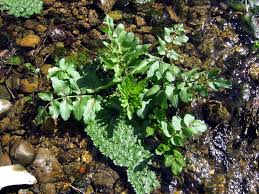 Image result for Afrosciadium