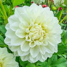 Image result for Bridelia duvigneaudii