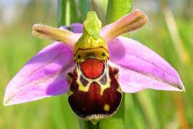 When we see beautiful flower, we feel happy. Top 10 Strange Looking Flowers In The World