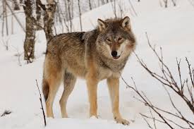 Eurasian Wolf Wikipedia