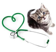 The heart rate is faster than normal, but the heart beats properly. Heart Disease In Cats Causes Diagnosis And Treatment