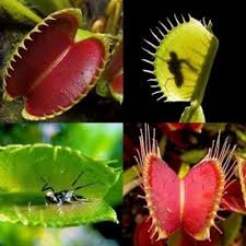 Mpro Tech Venus01 Seed Price In India Buy Mpro Tech Venus01 Seed Online At Flipkart Com Carnivorous Plants Venus Fly Trap Bonsai Seeds