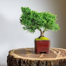 Shohin Bonsai Trees Bonsai Warehouse