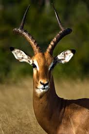 Male Impala South African Animals Africa Animals Impala Animal