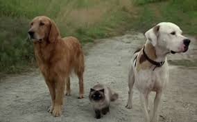 Maybe you would like to learn more about one of these? Homeward Bound Ii Lost In San Francisco 1996 Voices Michael J Fox Ralph Waite Sally Field Sinbad Directed By David R Ellis Movie Review