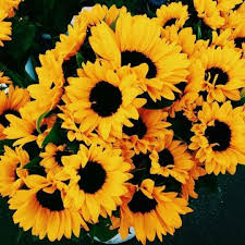 Pinterest Carolinecourier Gele Dingen Zonnebloemen Vintage Geel