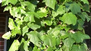 Image result for Senecio tamoides