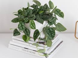 Check spelling or type a new query. Satin Pothos Scindapsus Pictus Care Growing Guide