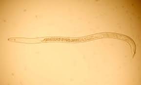 Nematoden Zur Bekampfung Von Schadlingen In 2020 Schadlinge Hausmittel Gegen Flohe Fadenwurmer