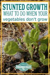 Maybe you would like to learn more about one of these? How To Get Veggies To Grow Better Planting Vegetables Garden Growth Diy Herb Garden