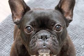 We take in french buiidogs from sheiters, owner surrenders, puppy miiis, and unwanted or negiected homes. French Bulldog From Rags To Royals Rescue By Jessica Anne Stone Gofundme Miss Adeline French Bulldog Pets Bulldog