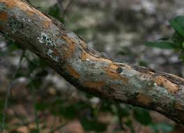 Image result for Hymenocardia
