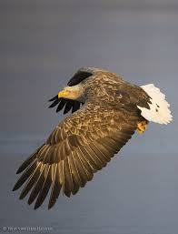 Large Birds With White Heads And White Tails White Tailed Eagle White Tailed Eagle Eagle Eagle In Flight