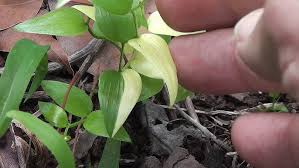 Image result for Asparagus asparagoides