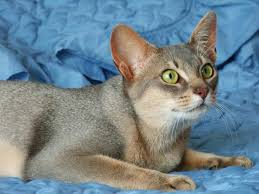 215 yasha purebred abyssinian male kitten out of stock. Blue Abyssinian Abyssinian Cats Cats Purebred Cats