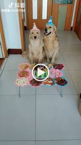 Wedding Anniversary Funny Animals Animals Cute Dogs