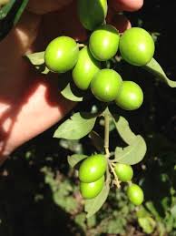 Image result for Acokanthera schimperi